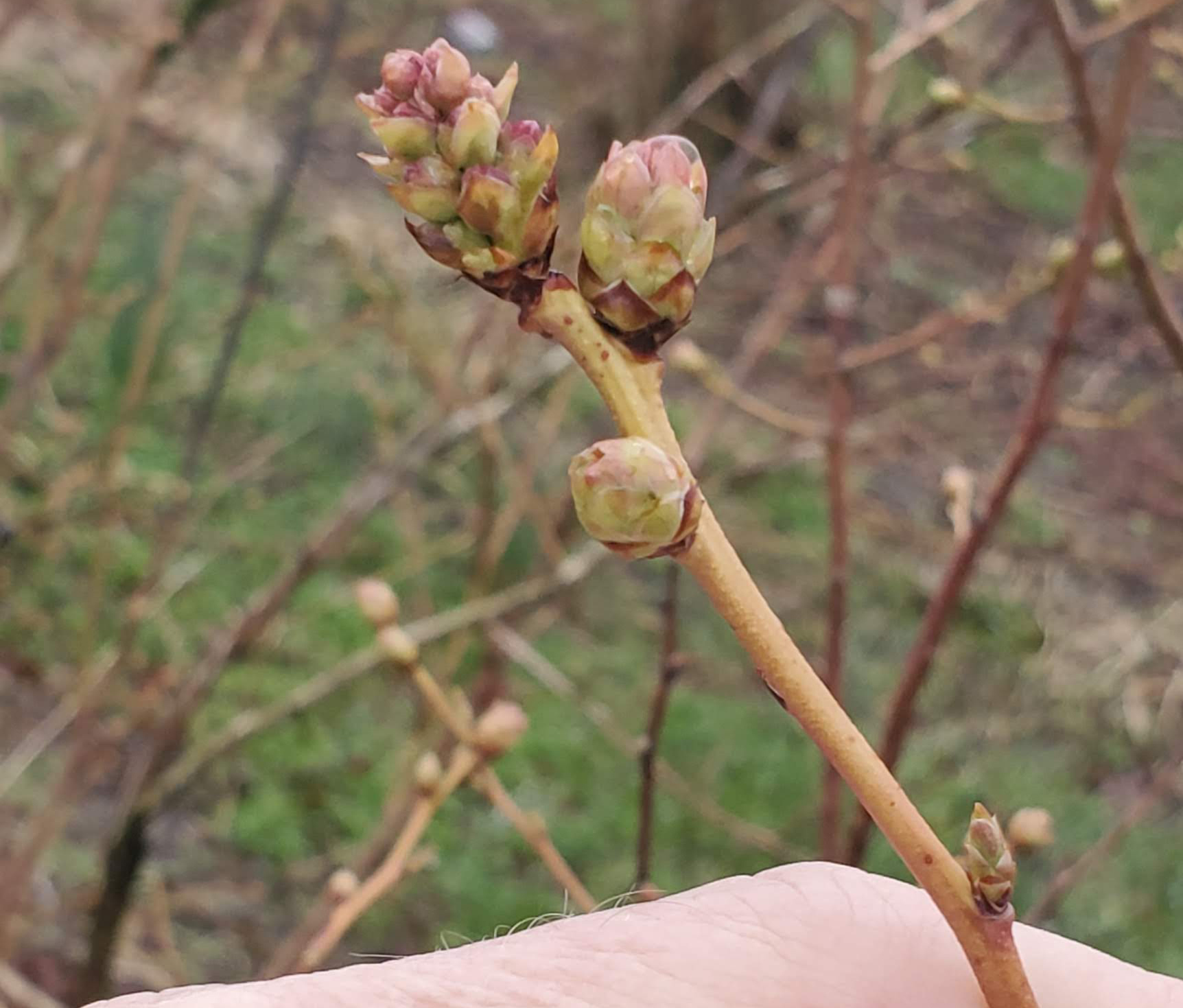 Blueberry flower buds are opening